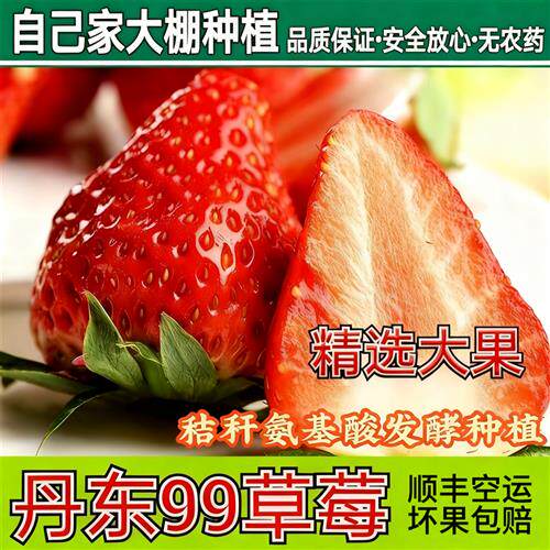 辽宁丹东99草莓新鲜红颜奶油草莓东港马家岗九九牛奶大草莓礼盒装
