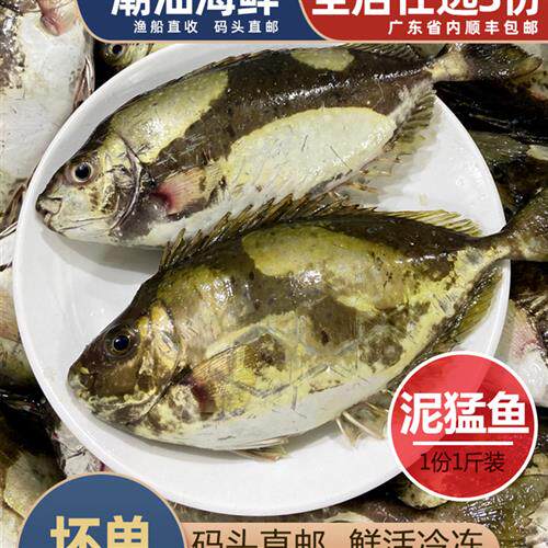 泥猛鱼新鲜秋叶鱼潮汕海鲜水产冷冻娘艾鱼挨篮子臭肚鱼海鱼苦提鱼