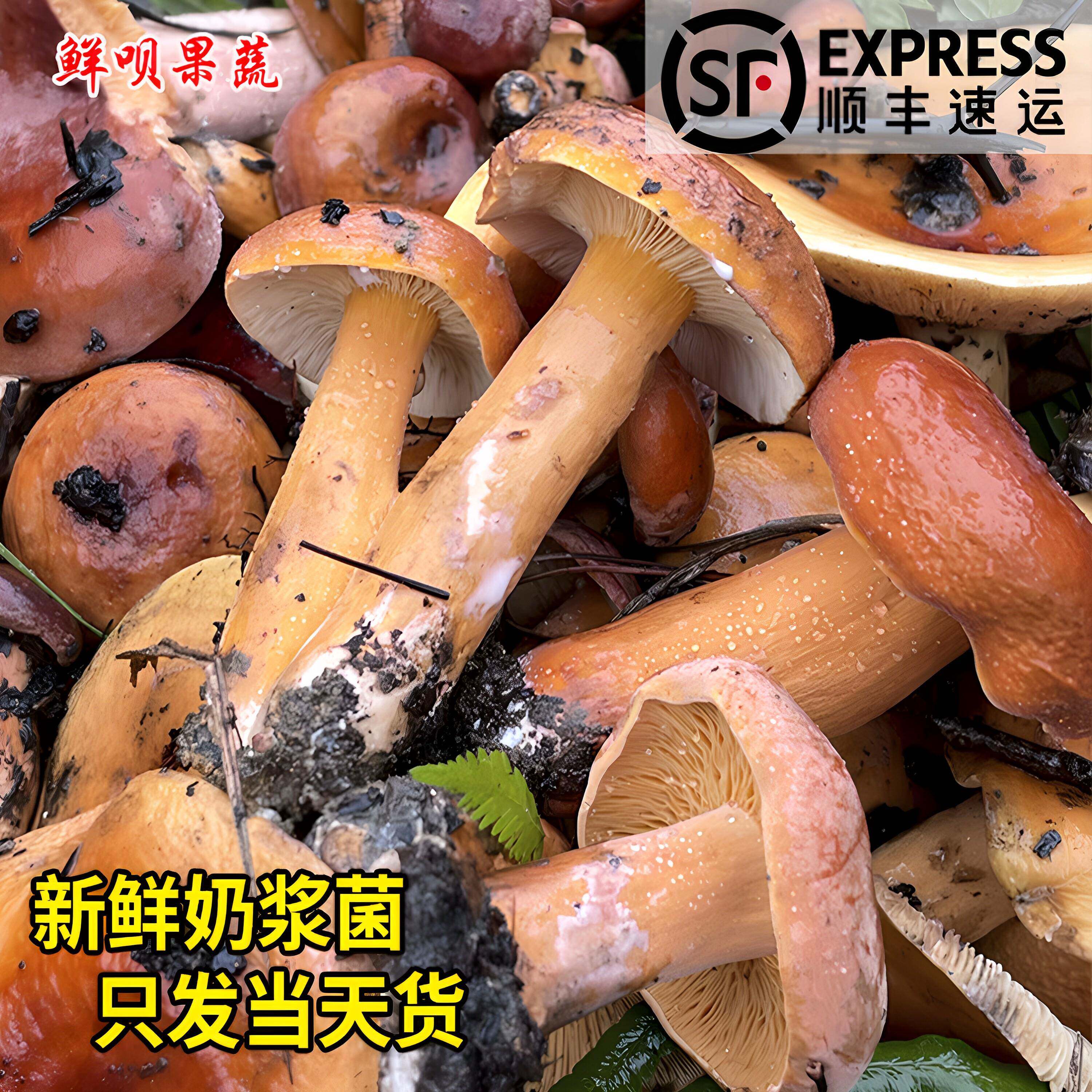 贵州新鲜奶浆菌野生蘑菇三九菇松乳菇乌枞菌丛树菇菌三把菇
