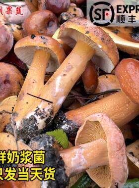 贵州新鲜奶浆菌野生蘑菇三九菇松乳菇乌枞菌丛树菇菌三把菇