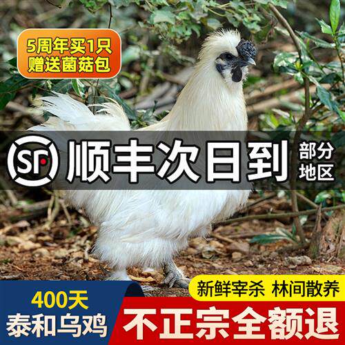 泰和乌鸡经营店正宗江西泰和原种乌骨鸡新鲜现杀白凤活鸡土鸡整只