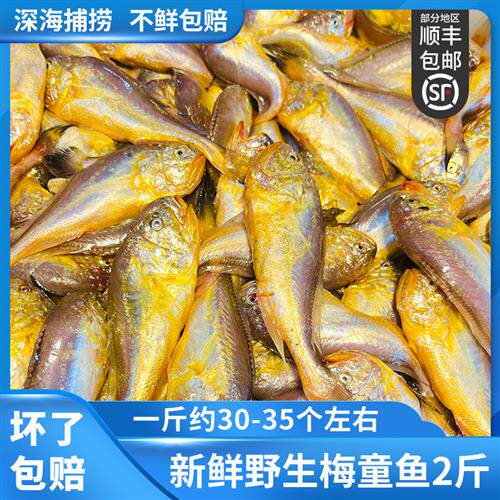 冷冻新鲜 大头梅童鱼 东海舟山小梅子鱼细眼 约2斤装 32个左右/斤