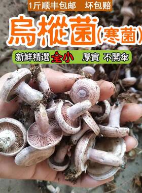 有货 湖南野生新鲜蘑菇乌枞树菌菇重阳松树寒菌三九菇雁来蕈500g