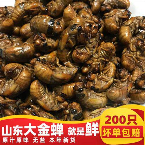 25年新金蝉知了猴金蝉200只50只知了龟蝉蛹油炸冷冻山东特产金蝉