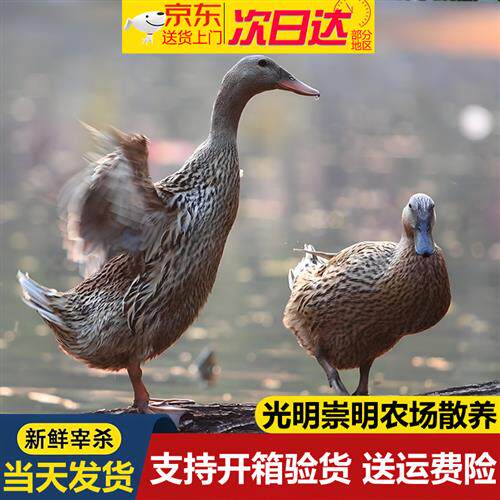 光明生态农场散养草麻鸭子老鸭正宗新鲜现杀仔麻鸭放养土鸭麻鸭肉