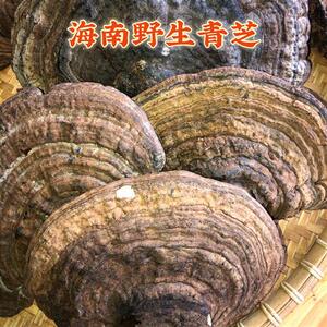 海南五指山正品深山野灵芝平盖青芝500g包邮整枝灵芝野生野灵芝