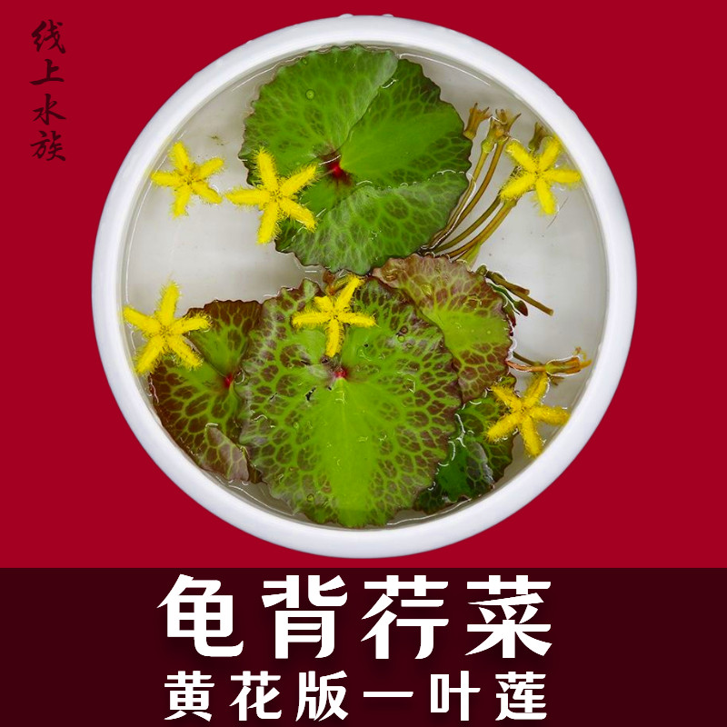 龟背荇菜黄花一叶莲水培花卉净化水质鱼池观赏睡莲迷你小碗莲水草