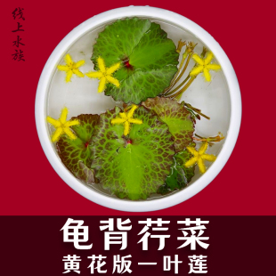 龟背荇菜黄花一叶莲水培花卉净化水质鱼池观赏睡莲迷你小碗莲水草