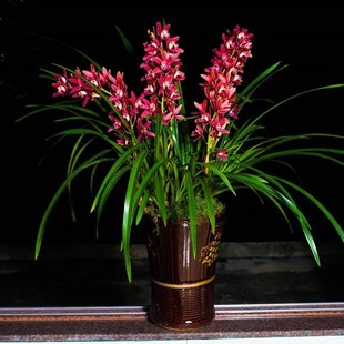 大花惠兰红双喜兰花盆栽植物名贵兰草花浓香兰花苗带花苞建兰室内