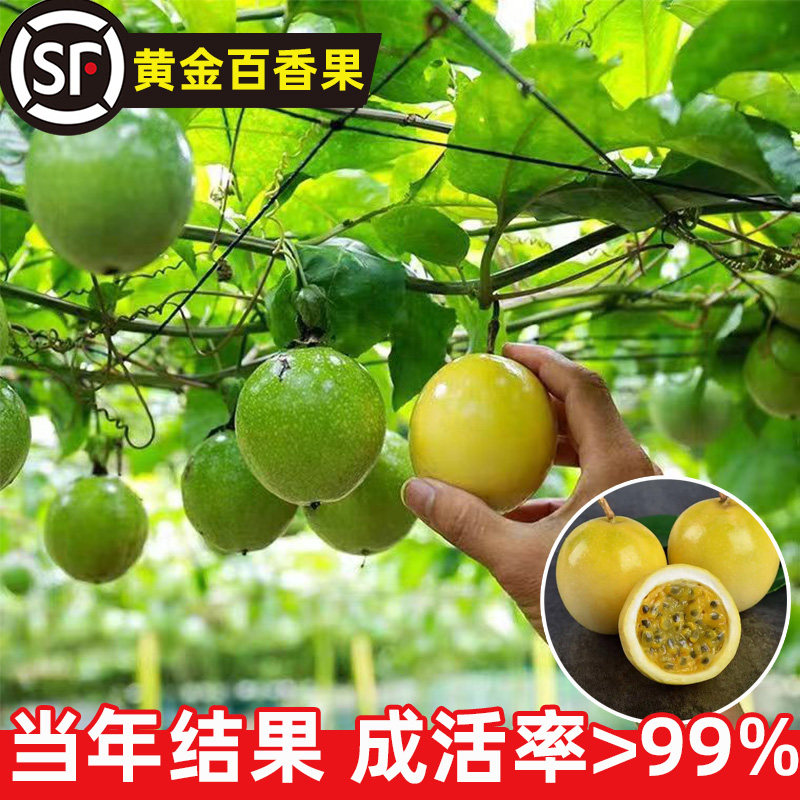黄金百香果树果苗南北方庭院水果树种植果苗带果四季开花结果好养图片