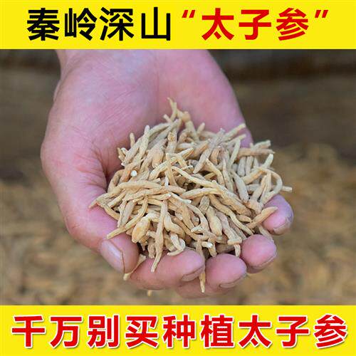 正宗野生太子参500g正品官方经营店孩儿参非特级搭麦冬儿童煲汤