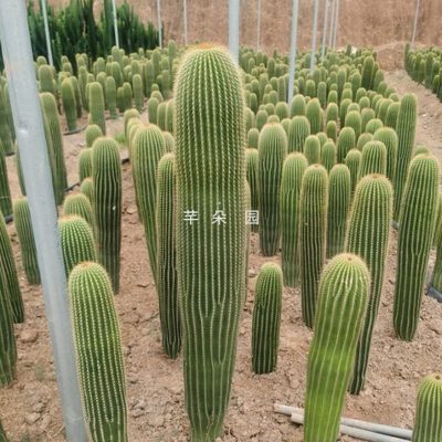 大凤龙仙人柱 主景树植物 大型仙人掌 北欧风带侧芽 耐旱净化空气
