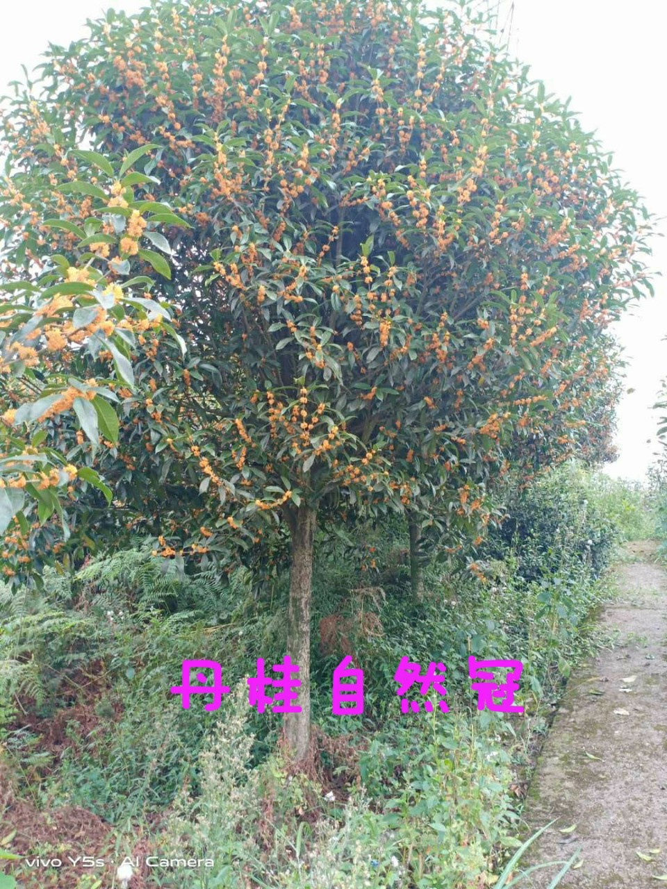 桂花树、红花丹桂.小区绿化，行道树，