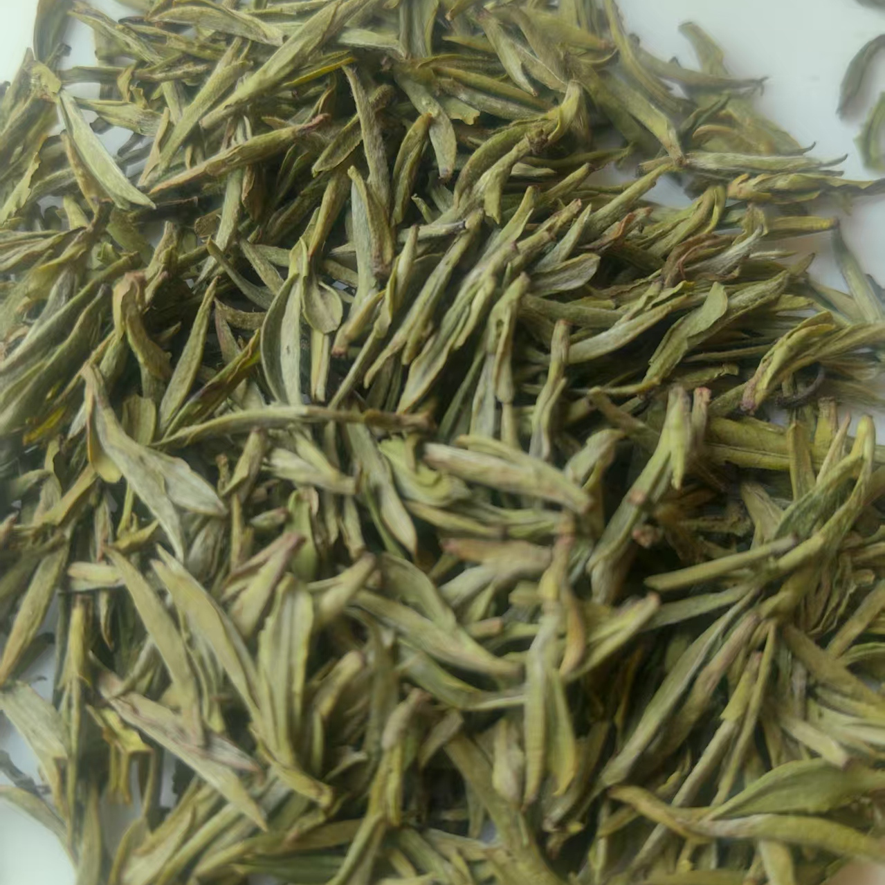 头采短芽郁金香