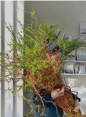 龙柳鲜枝水培树枝客厅落地插花水养真干花花束装饰摆件干枝送人礼