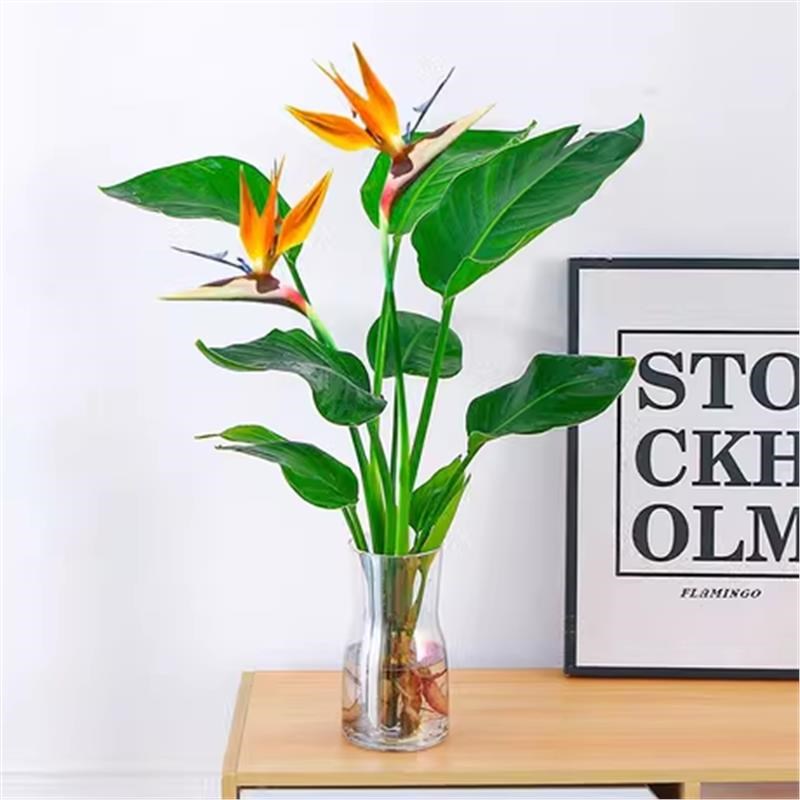 鸟水培植物鹤望兰盆栽大型绿植室内花卉水培棕竹招财竹富贵竹