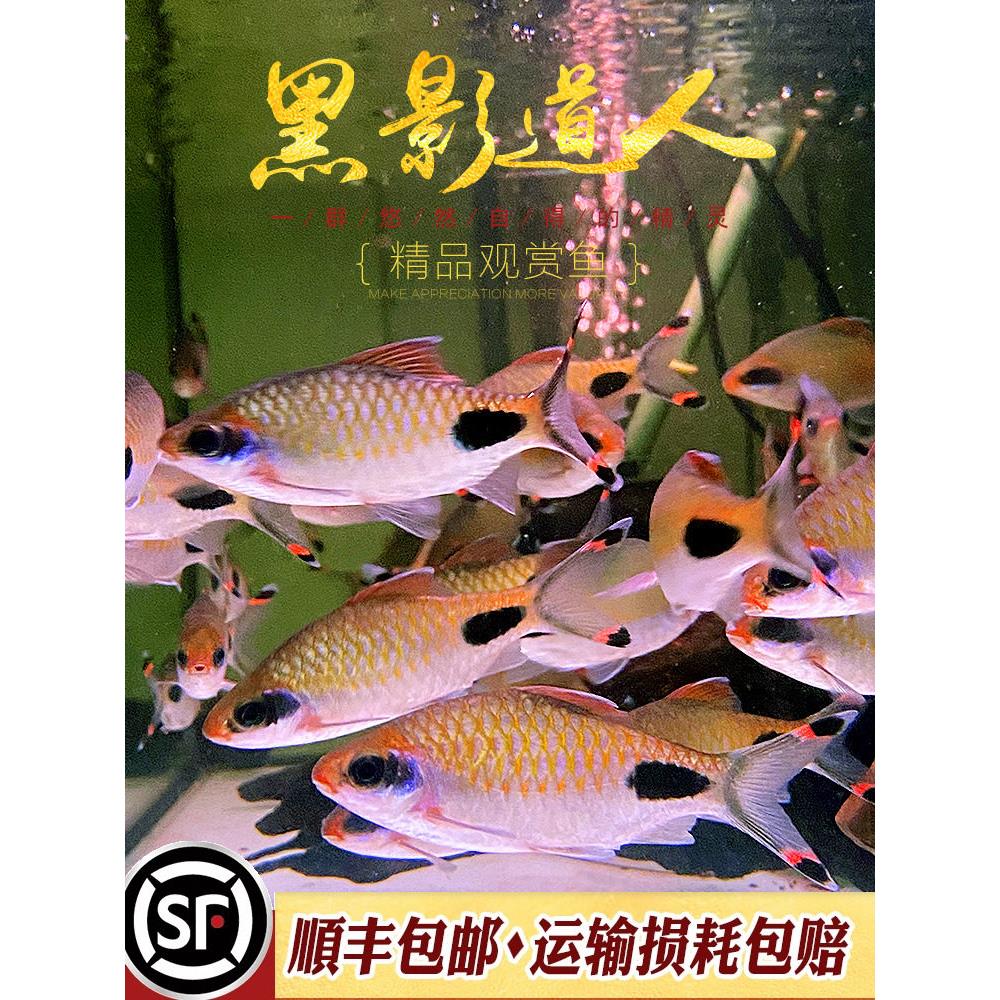 红唇红线黑影道人水草缸群游热带观赏鱼一眉道人非紫红两点鲫活体