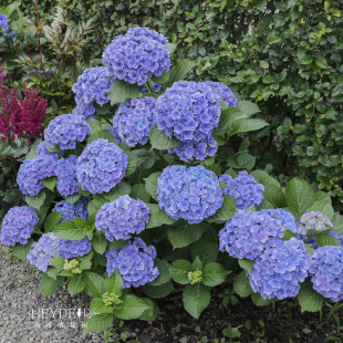 海蒂 花园大花绣球妖精之吻绣球花苗阳台庭院木本花卉盆栽植物