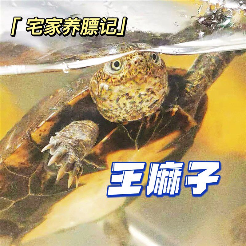 【王麻子 丑萌届扛把子】锯齿侧颈龟凌背侧颈龟宠好养互动强深水