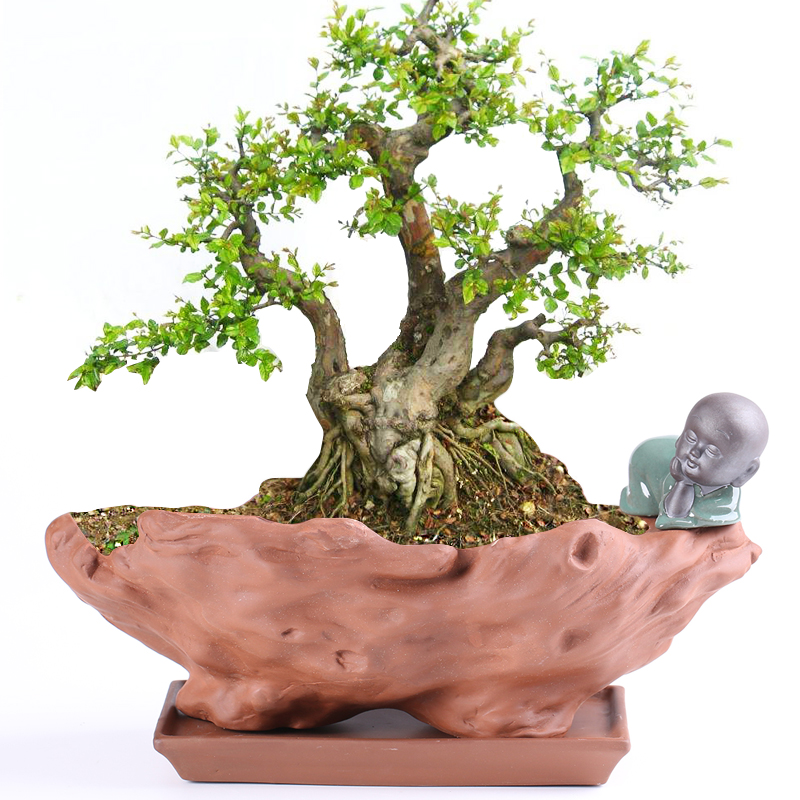 花盆紫砂粗砂f陶瓷大号兰花盆老桩桌面盆景兰花盆榕树盆景绿植