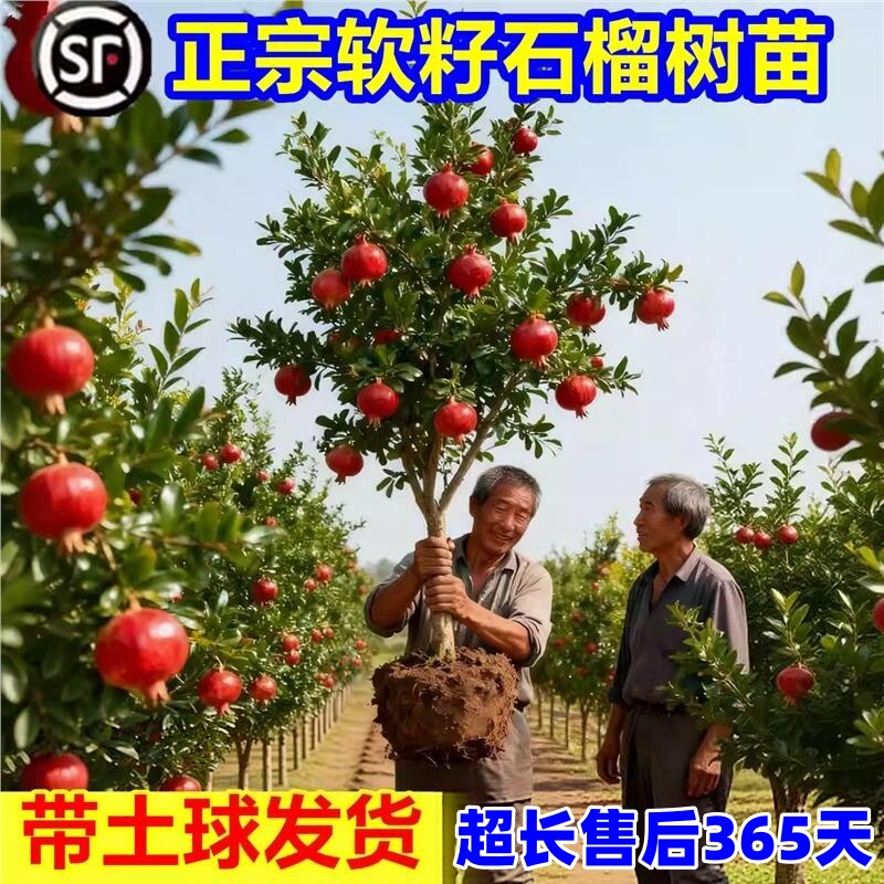 特大石榴树树苗庭院果树突尼斯软籽无籽甜盆栽地栽老桩石榴果树苗