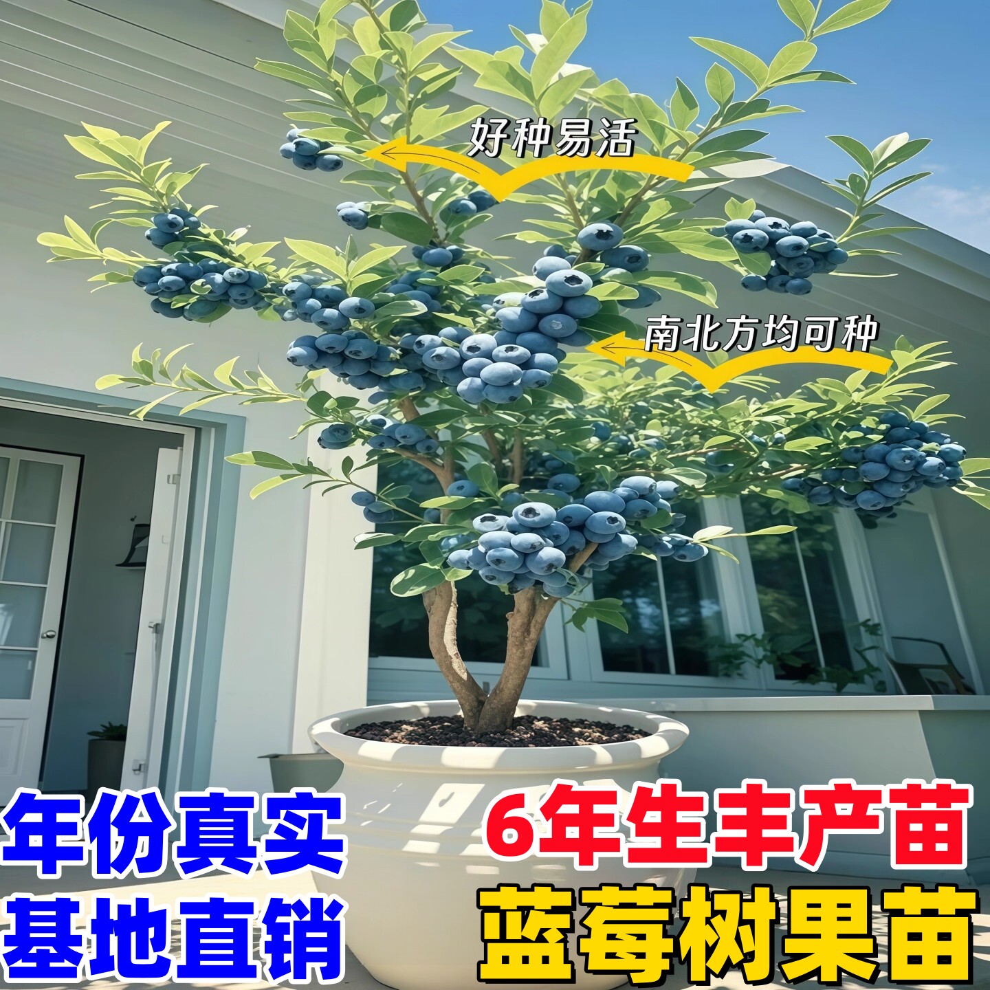 蓝莓树果苗l25盆栽特大号f6蓝莓苗南方北方种植奥尼尔 蓝梅树树苗