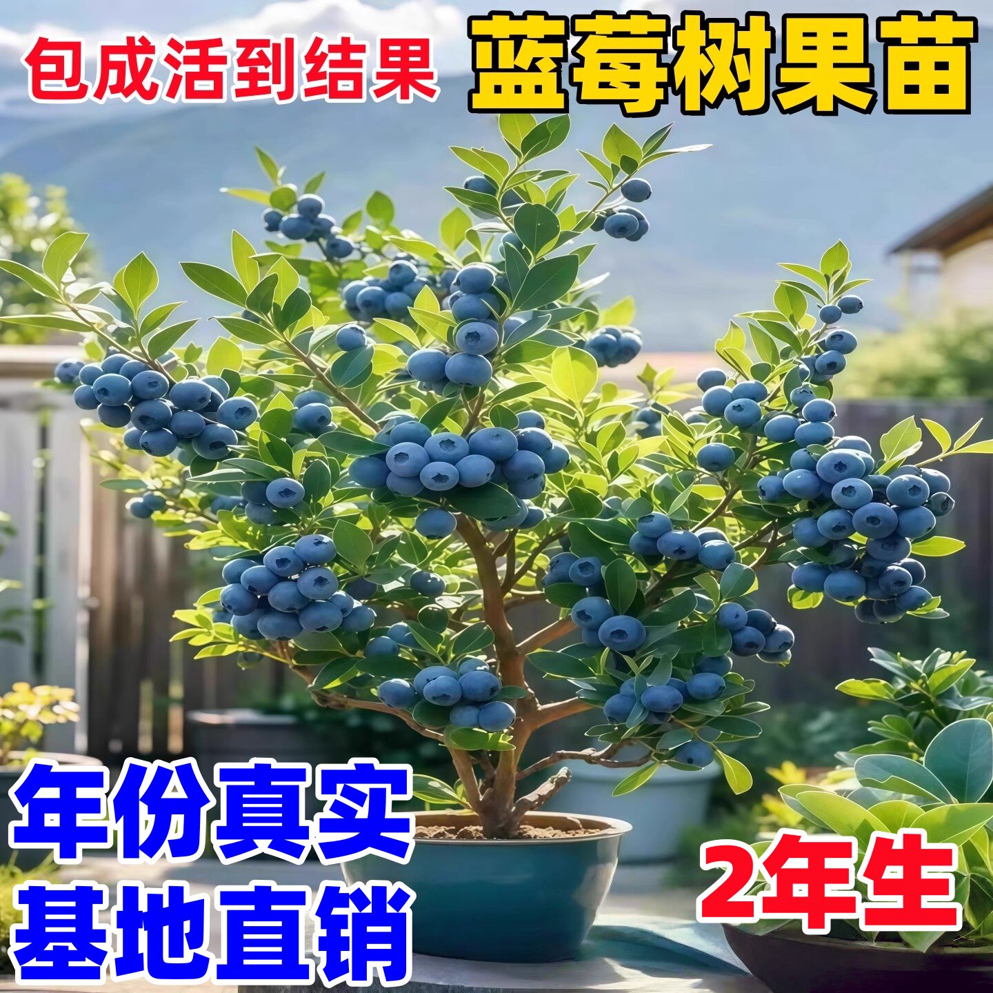 蓝莓树果苗盆栽特大号南北方种植f6花香l25蓝莓苗蓝梅树树苗阳台