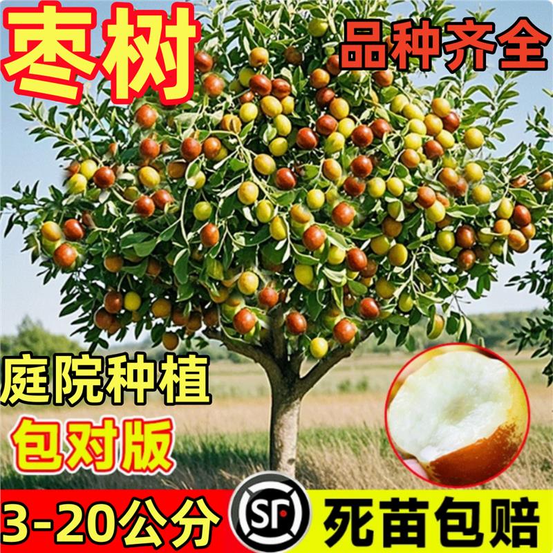 山东枣树活苗带土球特大冬枣冰糖金丝蟠枣南北方庭院盆栽地栽果树