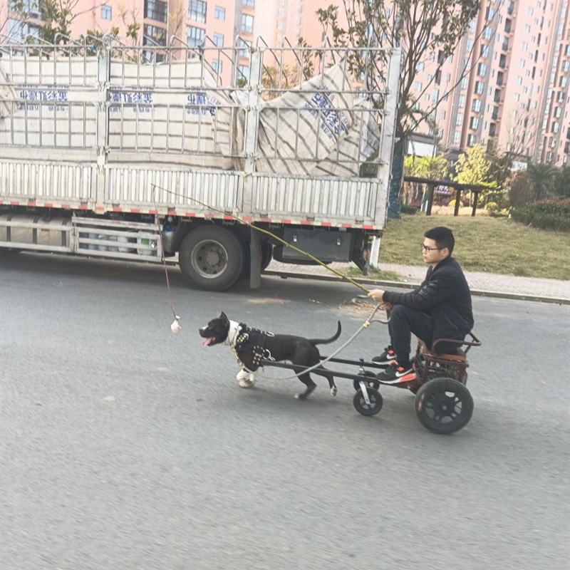 狗拉车大型犬外出拉车人坐载人载物买菜车宠物遛狗车雪橇车爬犁车