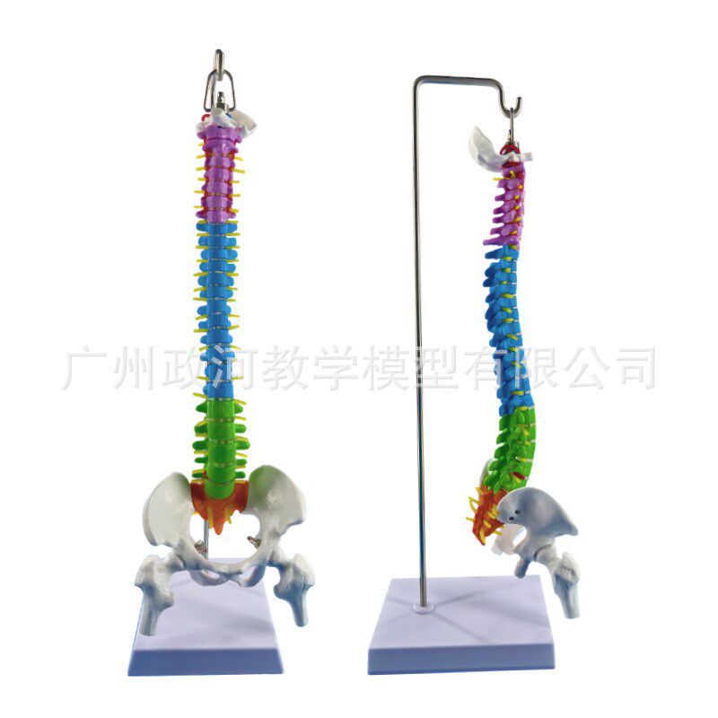 正骨彩色椎体人体脊柱模型人体骨骼模型大脊椎成人45CXM带胸椎骨