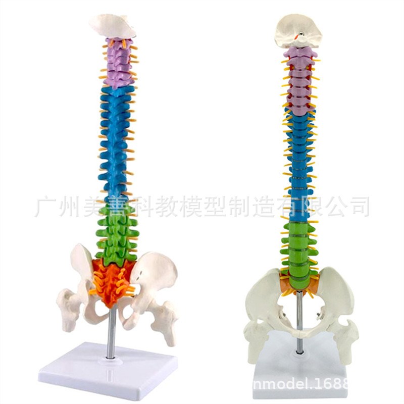 45CM彩色人体脊椎模型 带骨盆股骨尾骨脊柱 骨骼骨Y架模型 立式