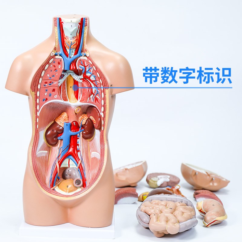 42CM无性躯干模型 人体v解肌肉消化系统刨模型 人体解刨模型可拆