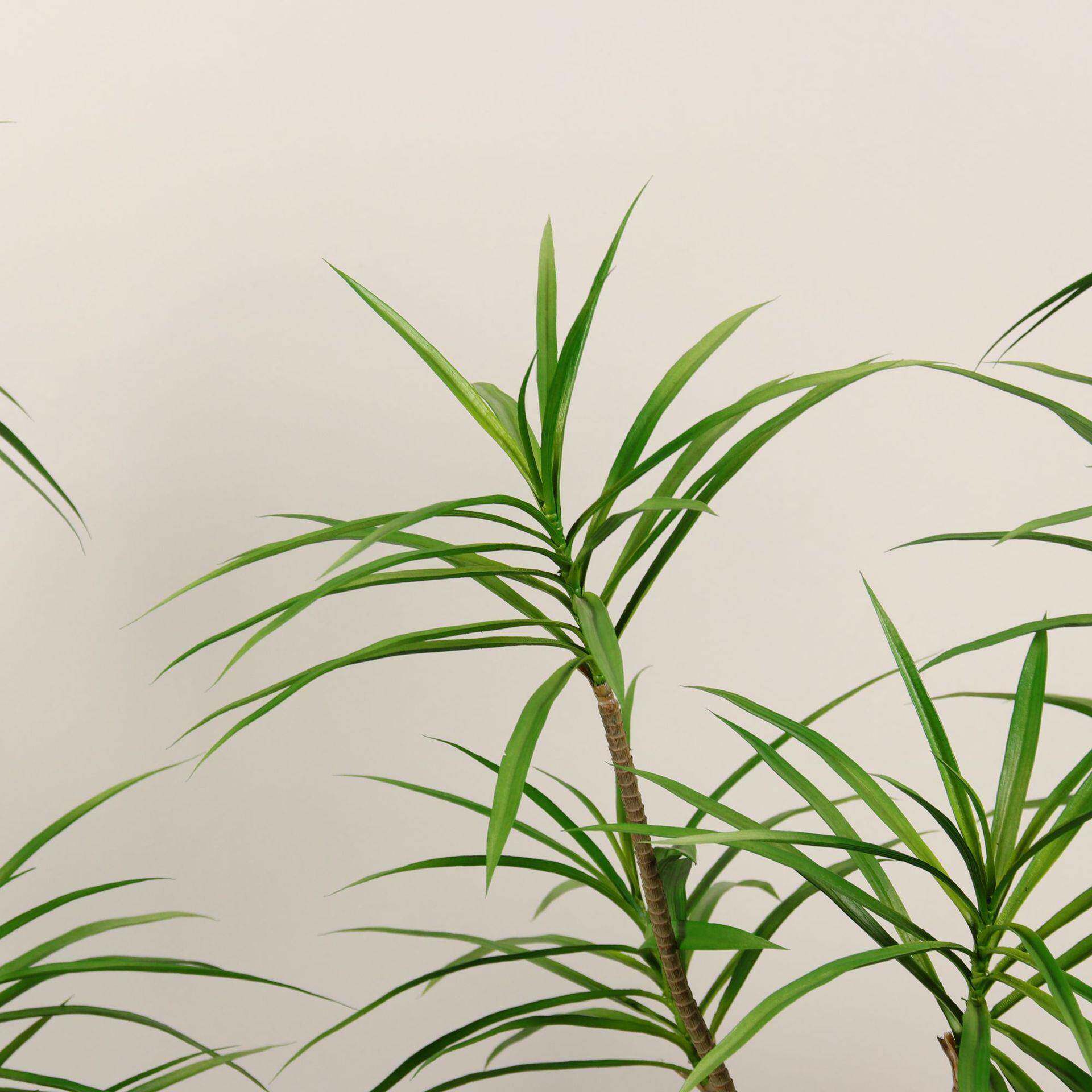仿龙兰剑麻栽热舌带植物商场装饰摆真件龙血树绿001盆植造景观龙