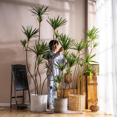 仿LXS-1145真绿植龙血厅树龙型舌兰大室内盆栽千年木假植物客装饰