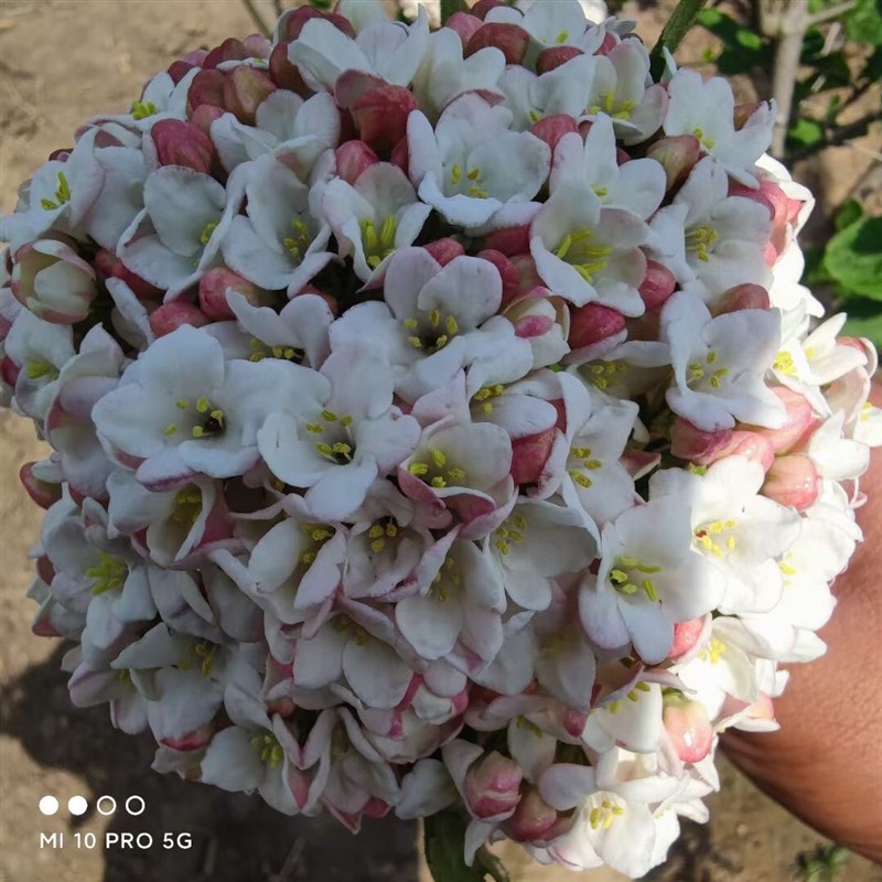 红蕾雪球荚蒾芳香u雪球大叶带香味木绣球包对版