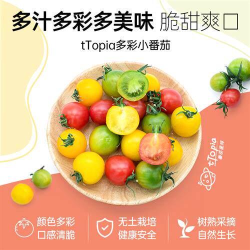 番茄星球三色混装水果小番茄圣女果红黄绿多色特超甜小柿子礼盒装