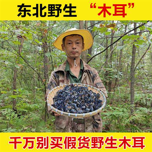 东北野生木耳纯野生黑木耳正宗干货黑龙江伊春野生黑木耳森林木耳