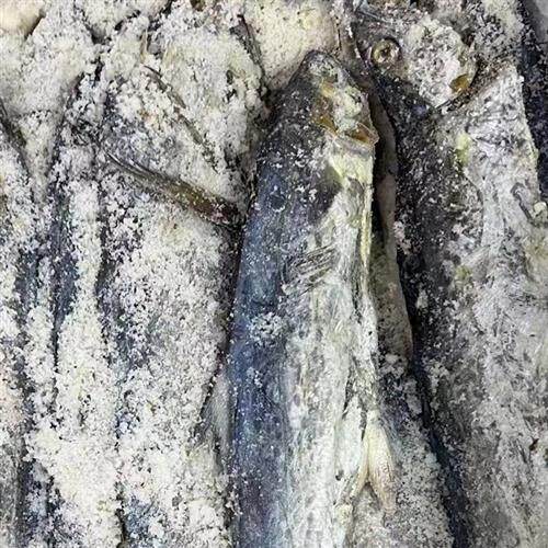广东梅香马鲛鱼 霉香马交鱼 梅香咸鱼马友鱼干货 1000g 2斤条规格