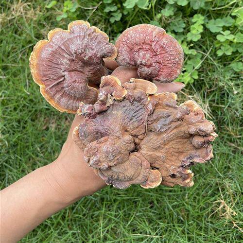 神农架野生赤灵芝野生灵芝野生林芝整枝可代切片打粉