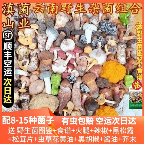 新鲜野生菌菇组合松露见手青松茸红菇鸡枞青头牛肝羊肚菌云南菌子