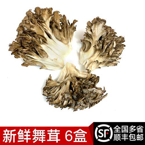 新鲜灰树花150g*6盒装 舞茸茶食用灰树菇高山栗蘑菌菇菊花菌 包邮