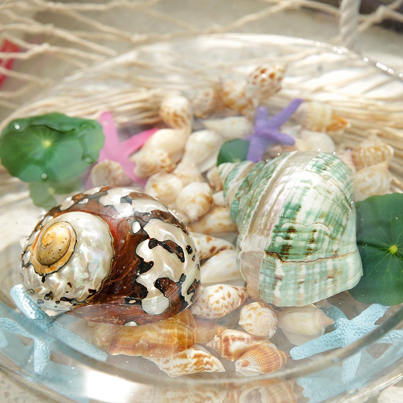天然旋螺南非蝾螺千手螺珍珠塔绿海螺贝壳地中海鱼缸水族造景