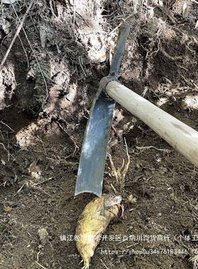 挖笋专户用冬笋弹簧钢工手EDV锻打锄大头外多功能家用农用洋镐工