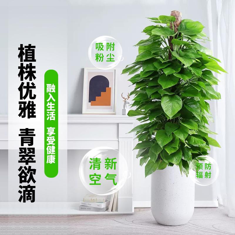 大叶绿箩萝化柱盆栽客OAO厅绿植室内吸甲醛净空气公办室大型绿好