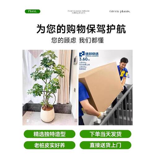 造型脚造型鸭脚木客厅栽大盆绿植真树办公鸭室内落型地大绿色植物