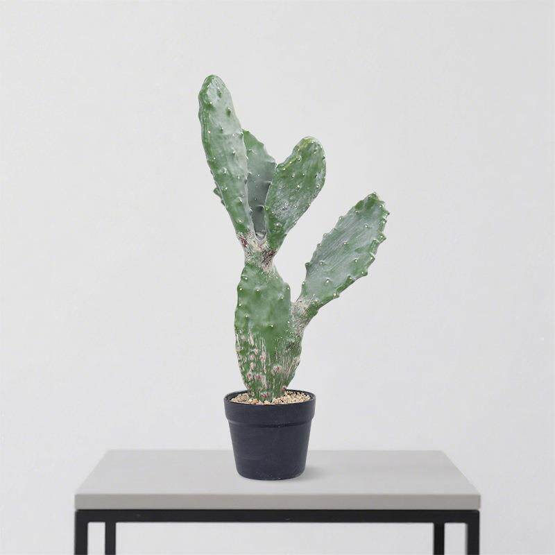 真绿植扁仙人掌室内热带植仿物景观盆装扁仙人掌饰橱窗栽造景沙漠