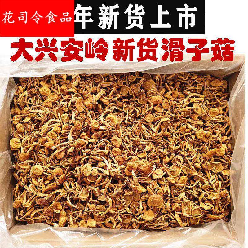东北干滑子菇黄蘑干货菇无根肉厚滑子蘑小黄蘑香菇小鸡炖蘑菇