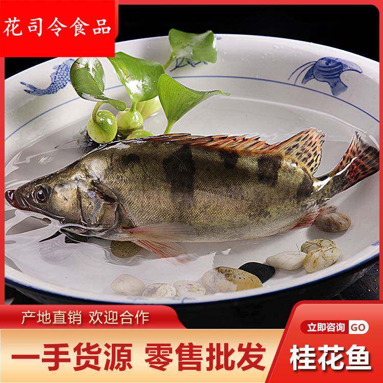 桂花鱼海鳜鱼淡水海鲜水产鲜活新鲜一斤约一斤多广东四条包邮