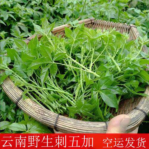 新鲜刺五加 云南特产 野生山菜刺果棒山 野菜刺拐棒 顺丰空运包邮