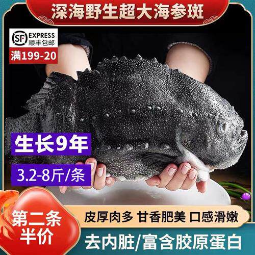 冰岛进口新鲜冷冻斑鱼海鲜石斑鱼3.2-8斤北极海参斑新鲜深海鱼